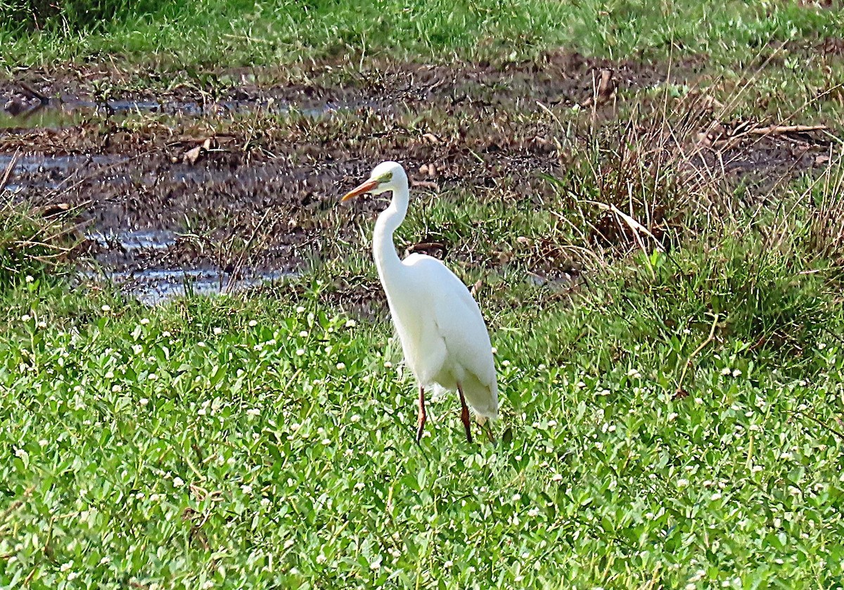 Plumed Egret - ML644394320
