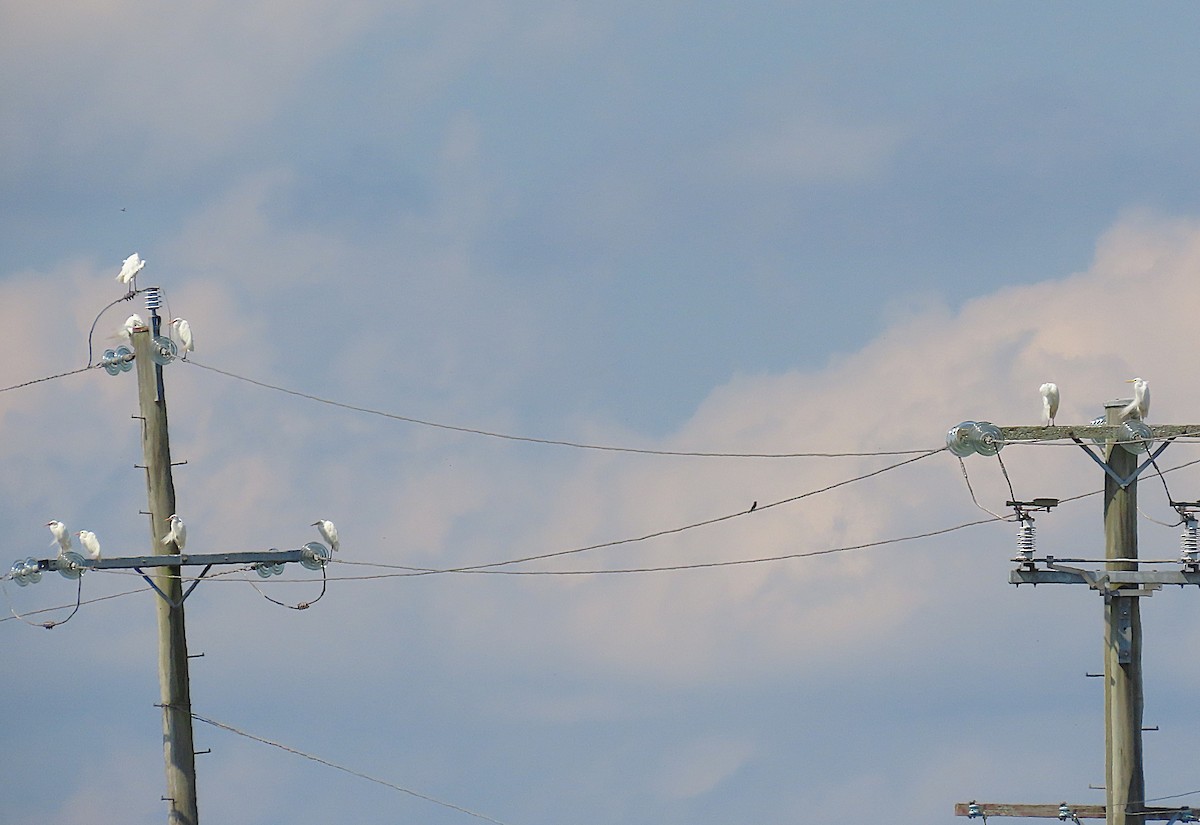 Plumed Egret - ML644394322