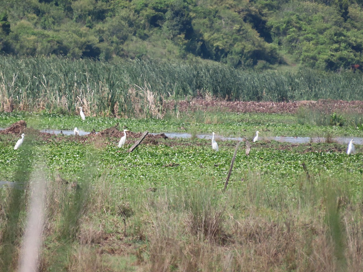 Plumed Egret - ML644394325