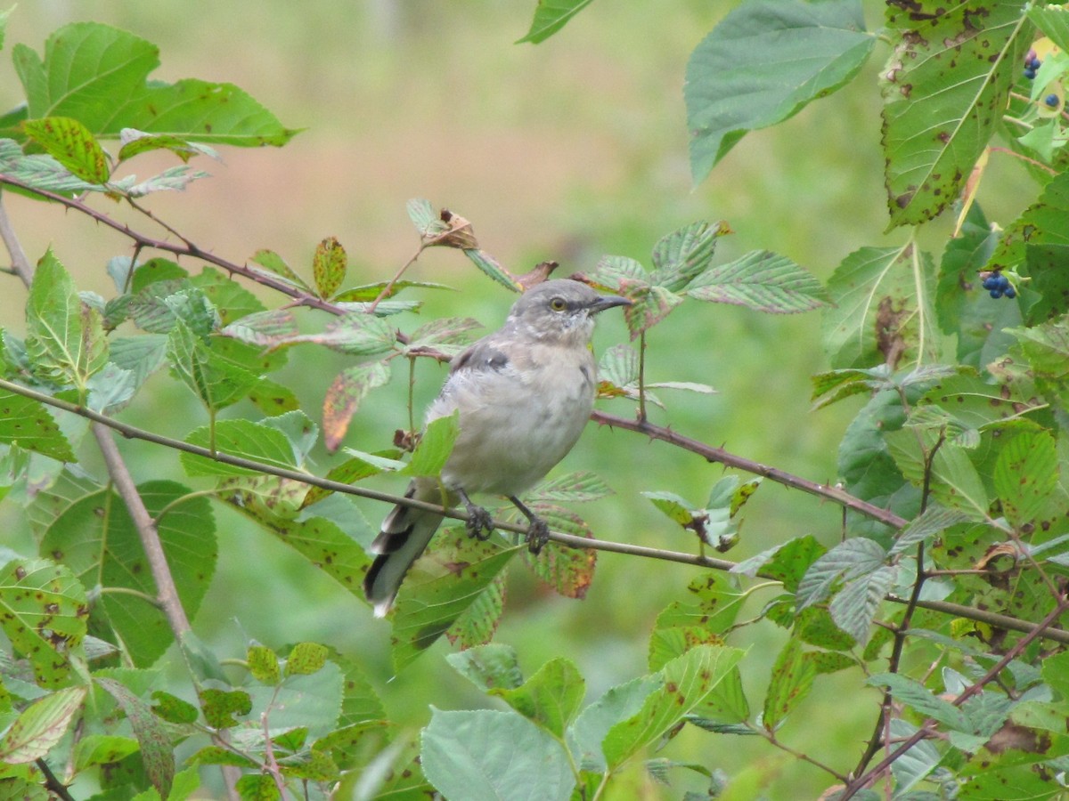 Пересмішник багатоголосий - ML644394333
