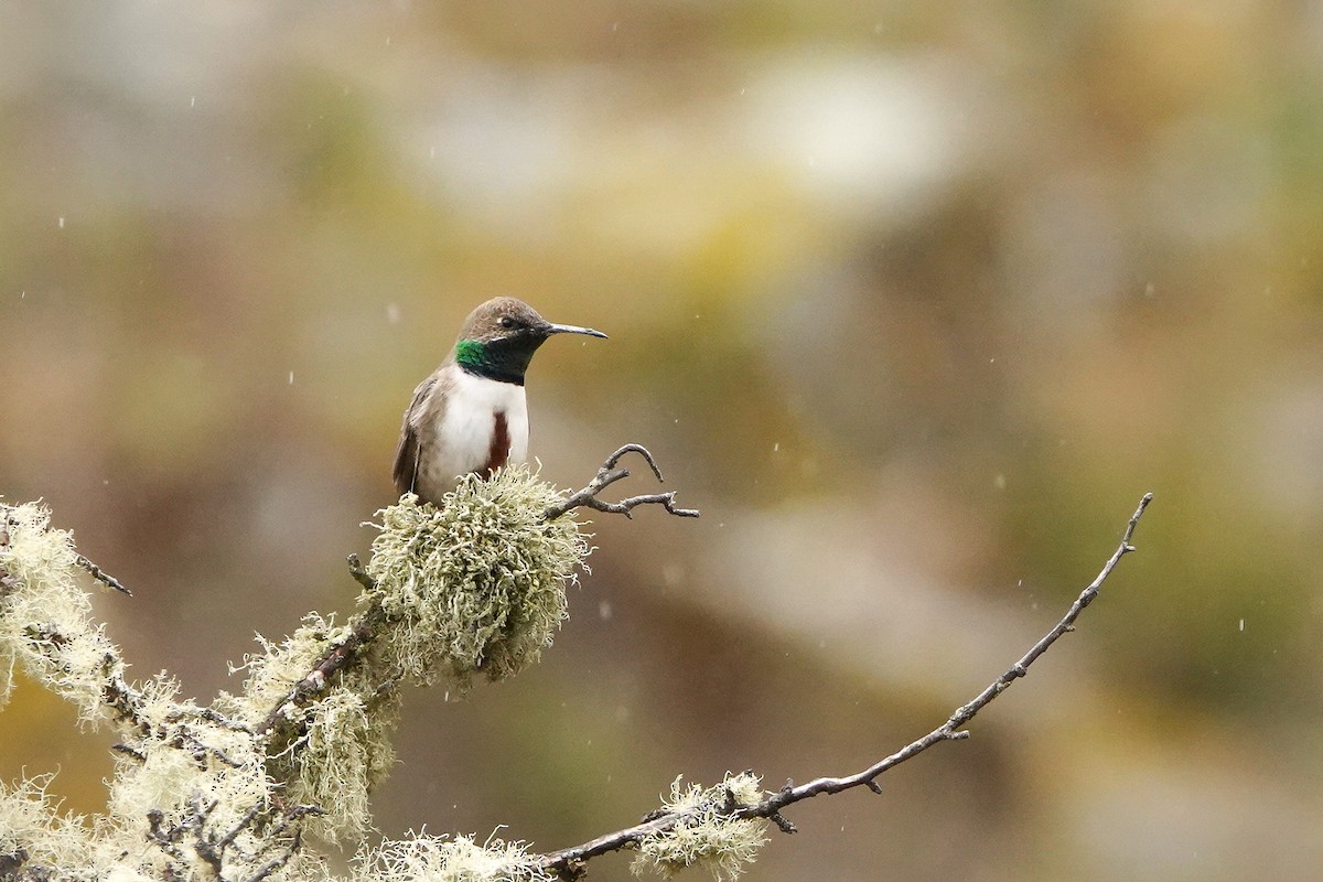 アンデスヤマハチドリ - ML644394334