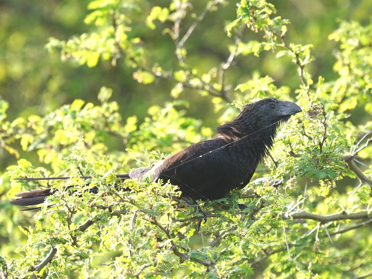 Ані товстодзьобий - ML644394336