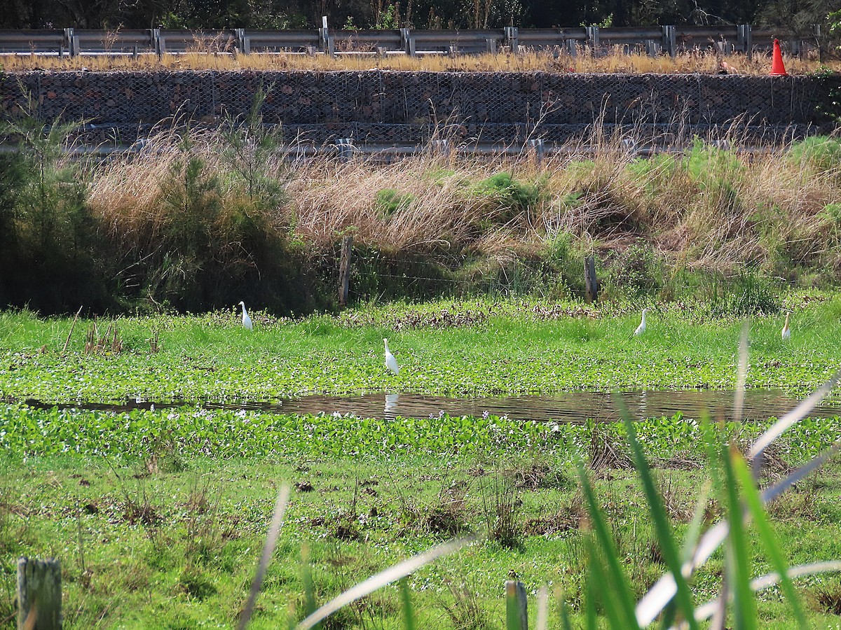 Eastern Cattle-Egret - ML644394344