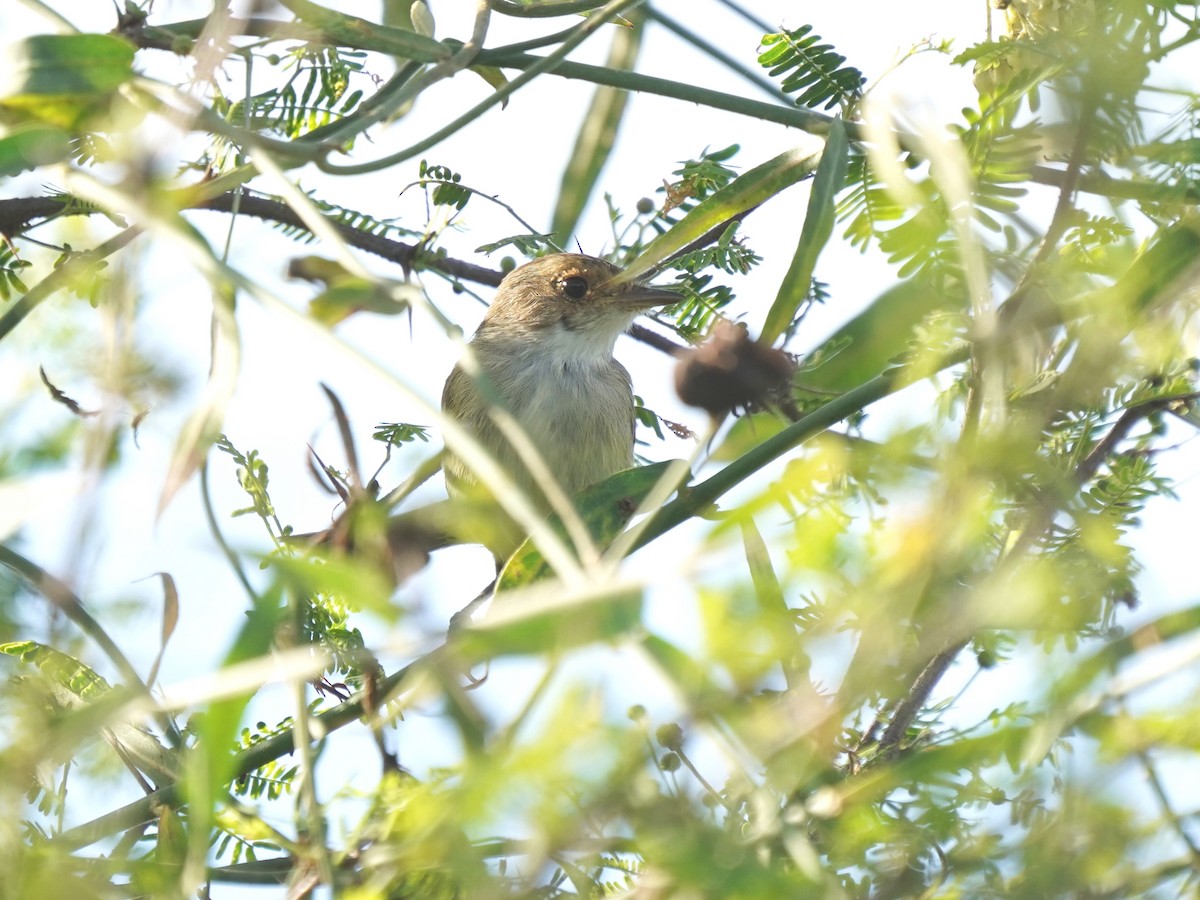 Fulvous-crowned Scrub-Tyrant - ML644394354