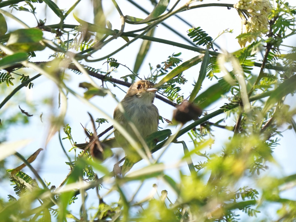 Fulvous-crowned Scrub-Tyrant - ML644394355