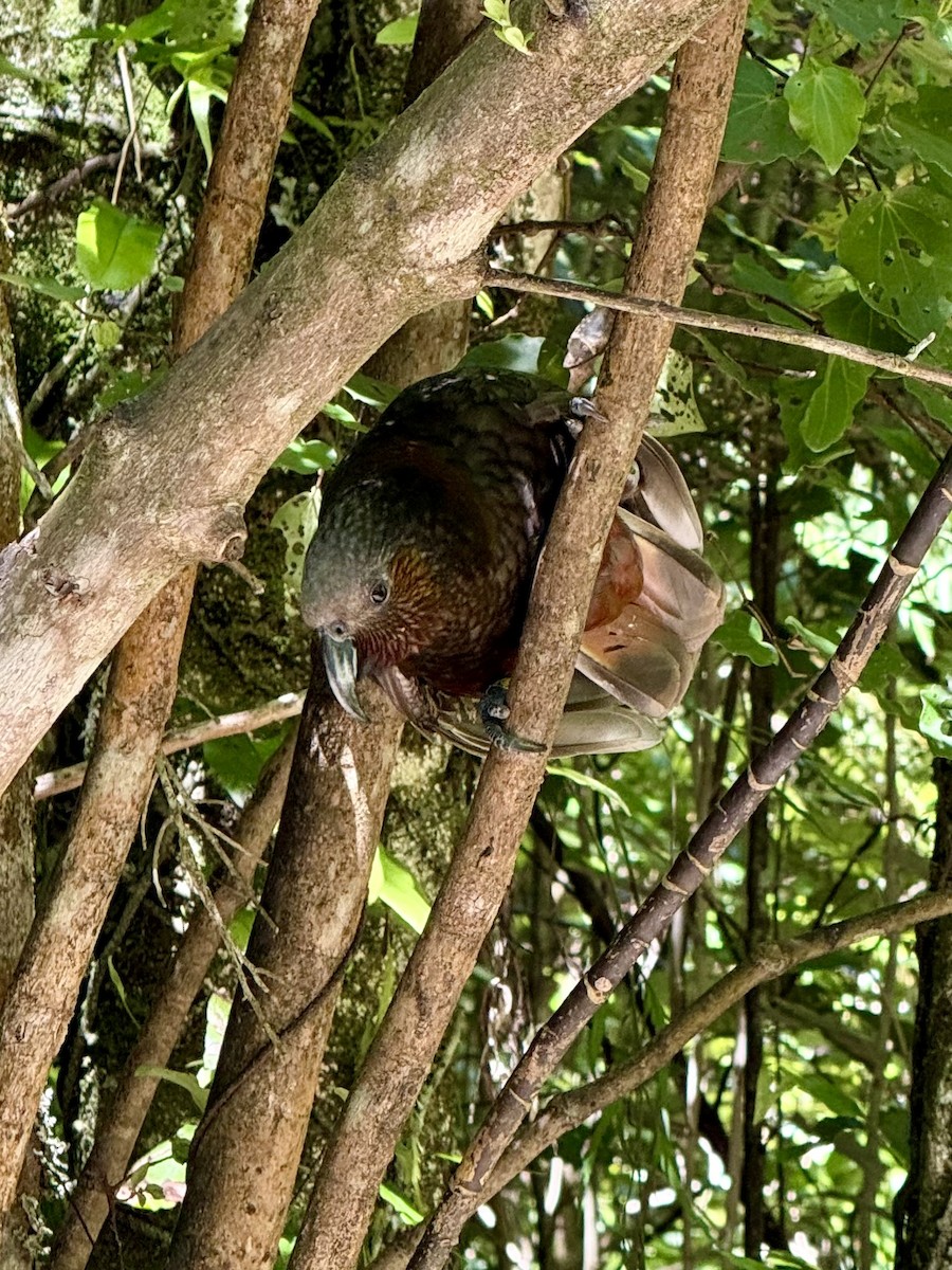 New Zealand Kaka - ML644394357