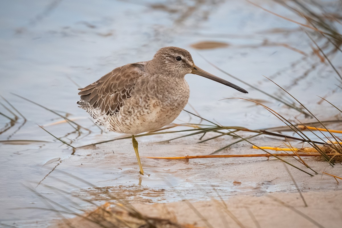 Tundraschlammläufer - ML644394367