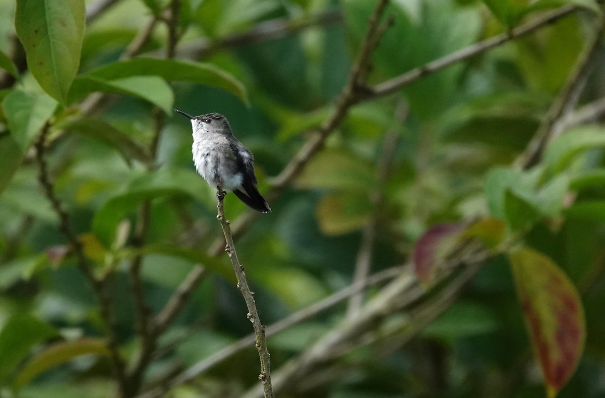Colibrí Zumbadorcito - ML644394369