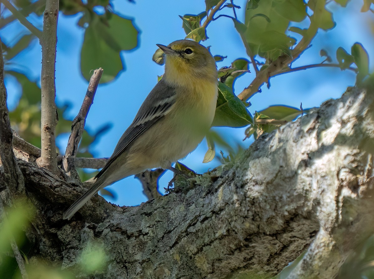 סבכון אורנים - ML644394373
