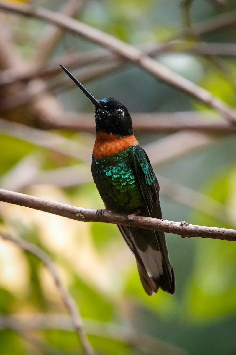 Gould's Inca - ML644394390