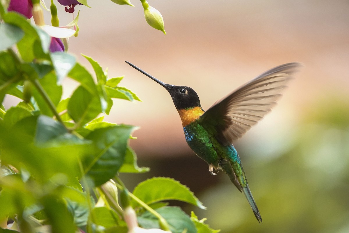 Gould's Inca - ML644394391