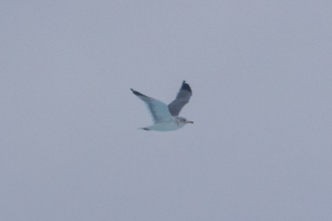 racek jezerní - ML644394405