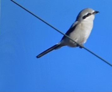 ťuhýk severní - ML644394419