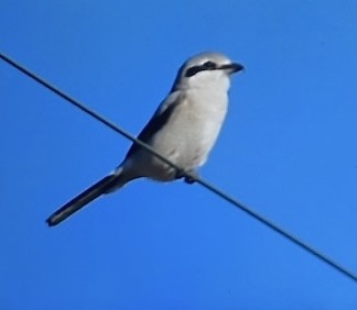 ťuhýk severní - ML644394422