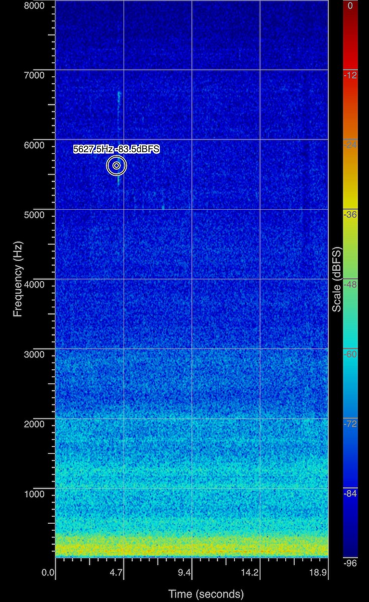 Arctic Warbler - ML644394424