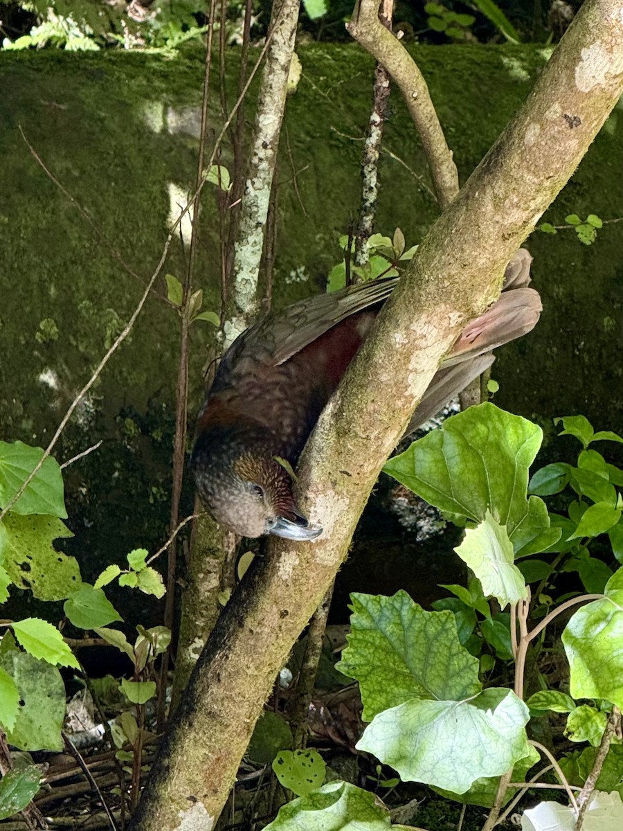 New Zealand Kaka - ML644394429