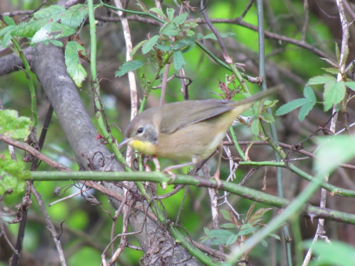 nordgulstrupe - ML644394430