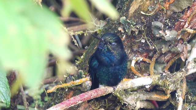 papučka černá - ML644394433