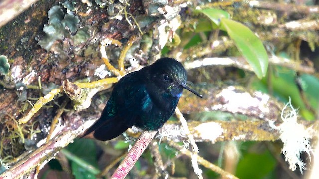 papučka černá - ML644394434