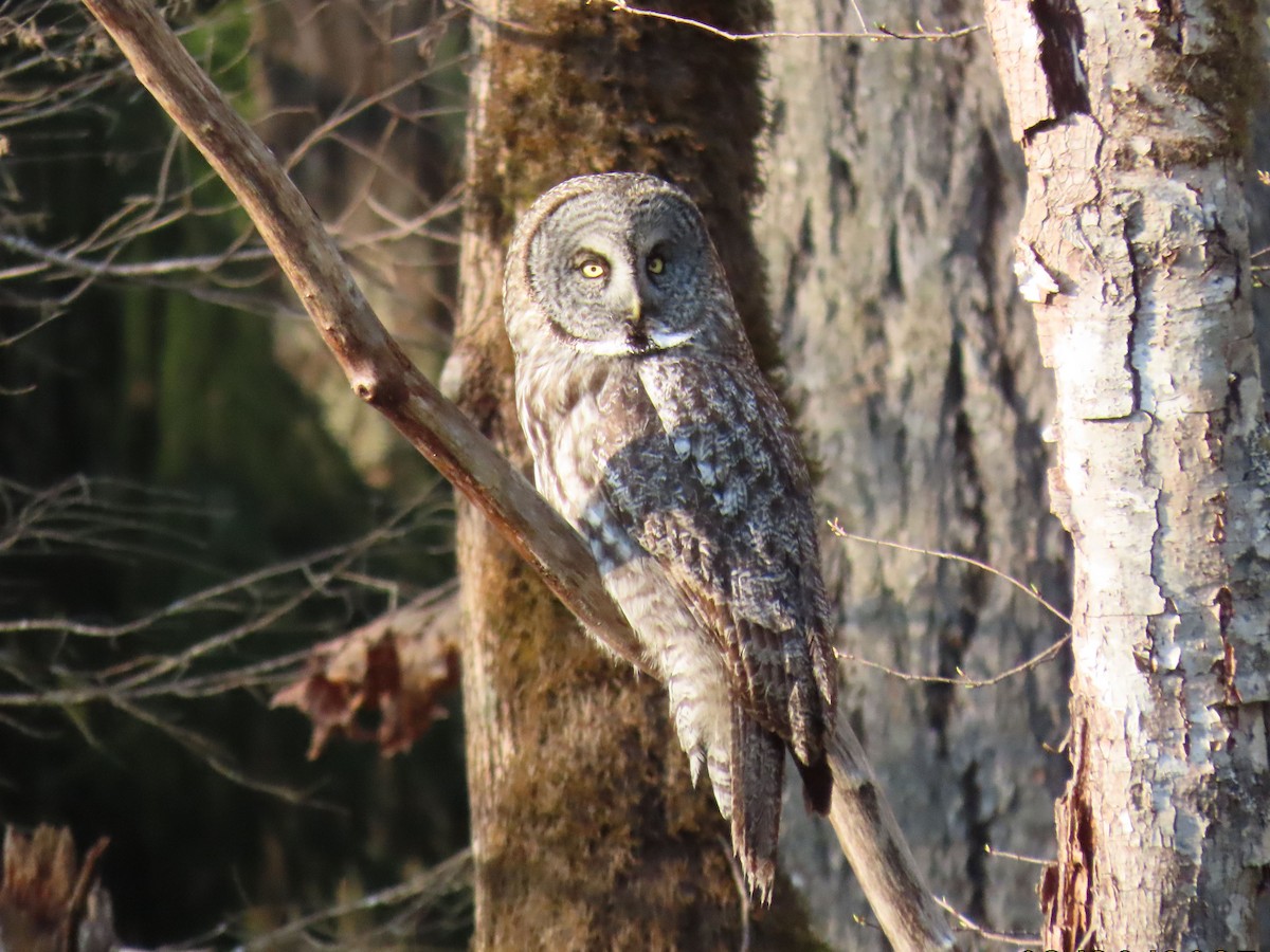Great Gray Owl - ML644394449