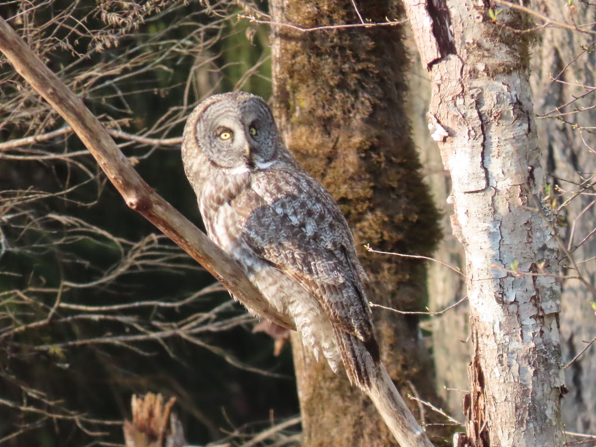 Great Gray Owl - ML644394450