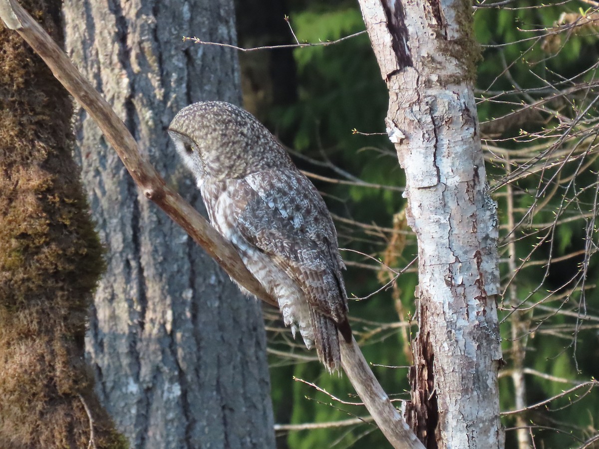 Great Gray Owl - ML644394451