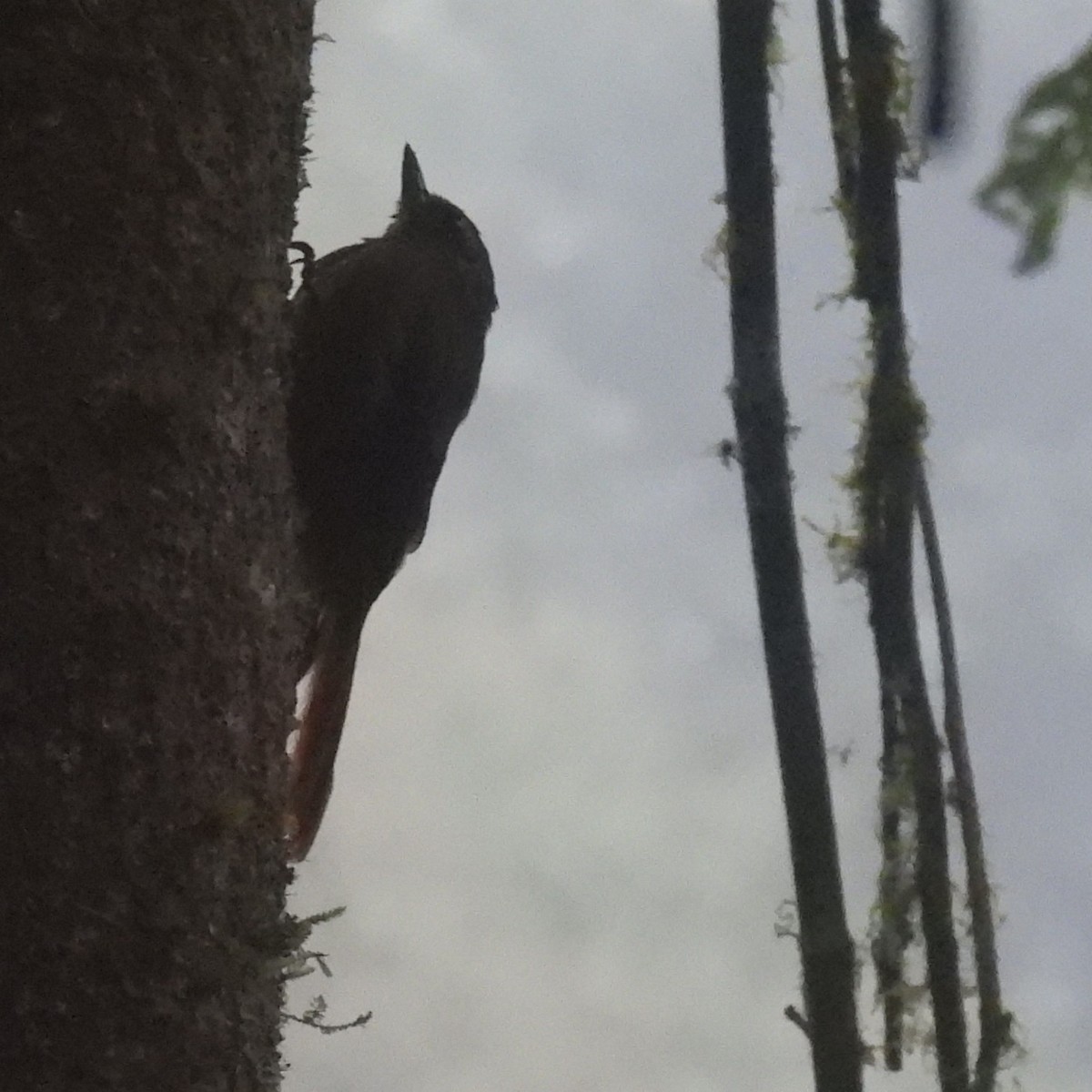 チビオニキバシリ - ML644394459