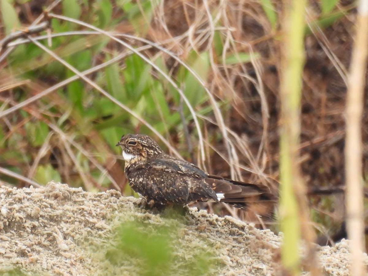 Lesser Nighthawk - ML644394460