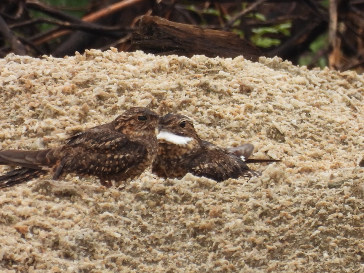 Lesser Nighthawk - ML644394461