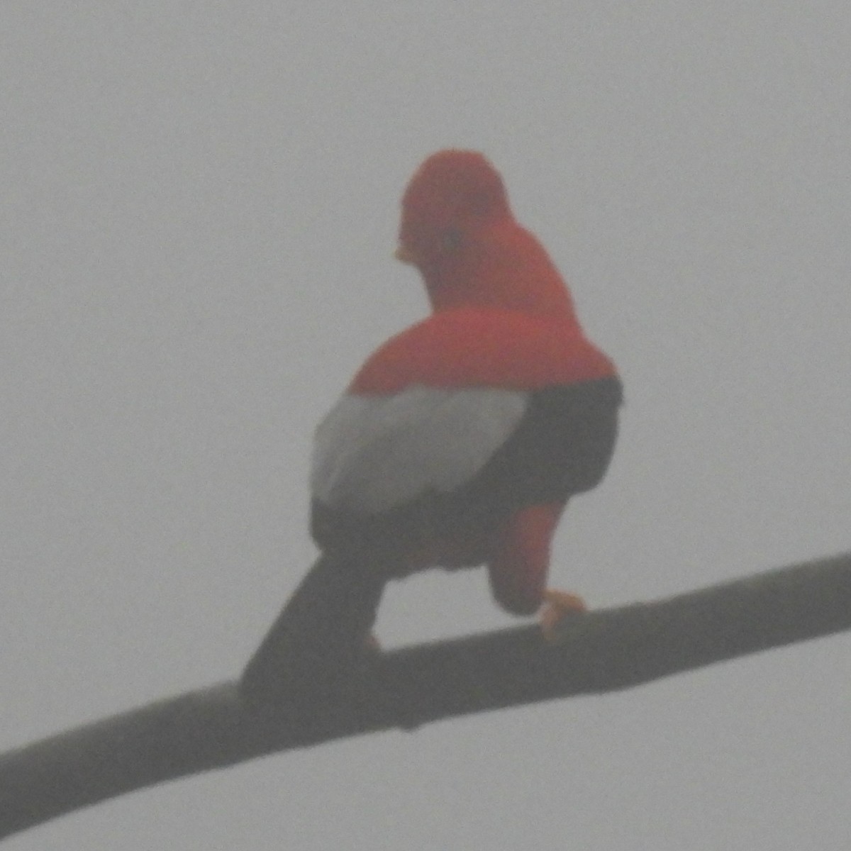 Andean Cock-of-the-rock - ML644394469