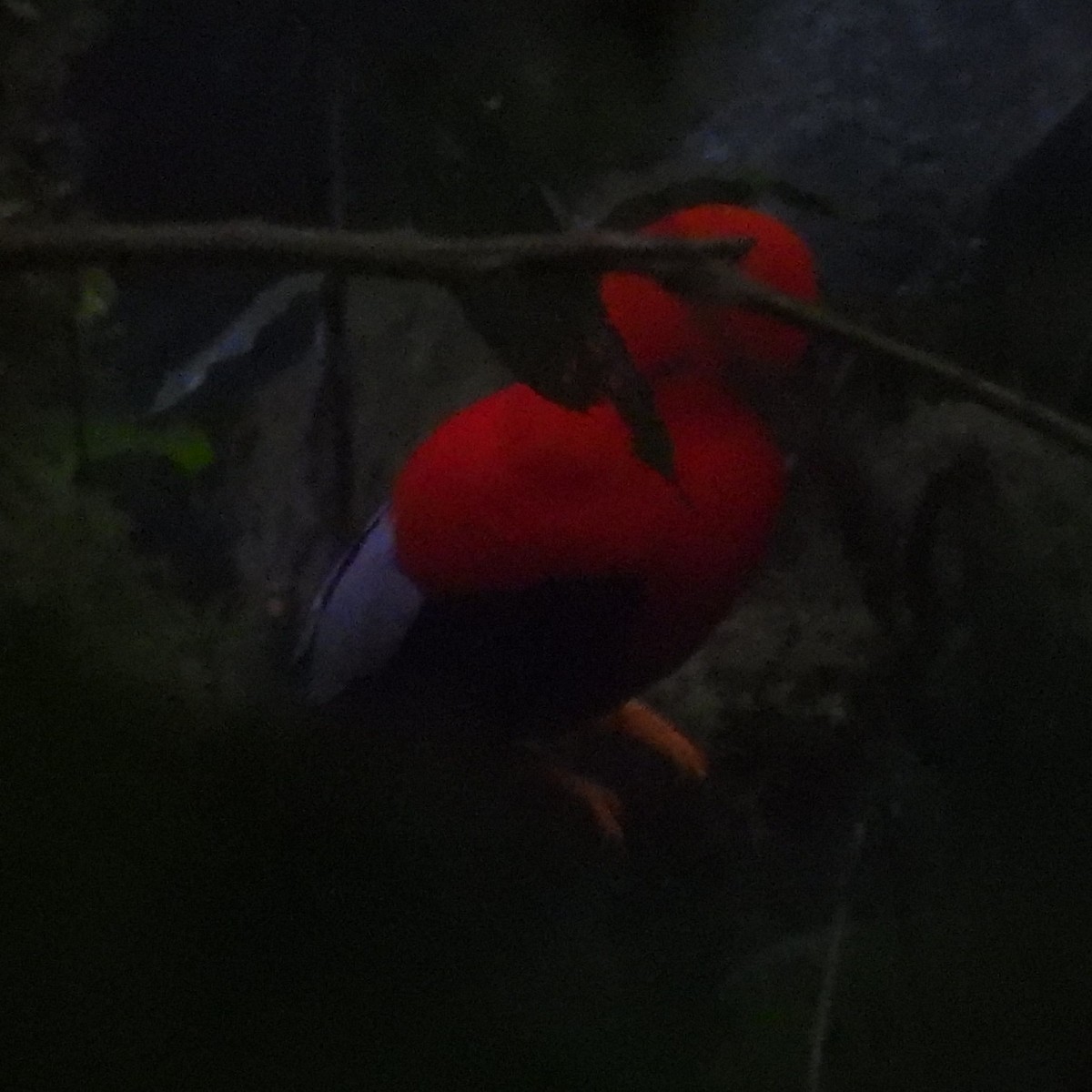 Andean Cock-of-the-rock - ML644394470