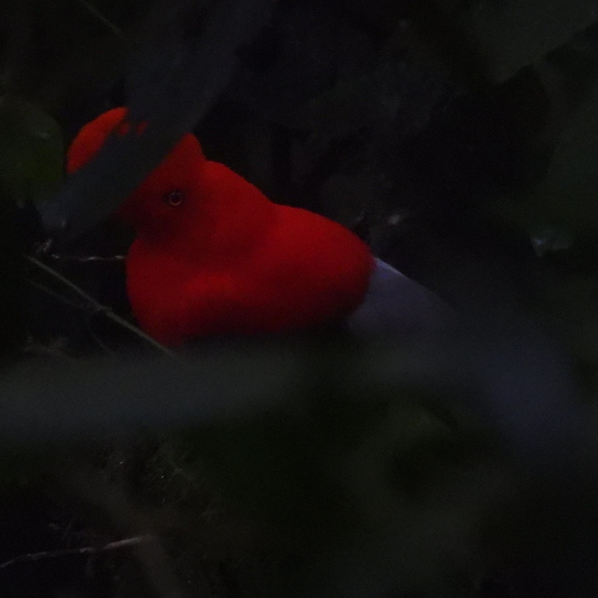 Andean Cock-of-the-rock - ML644394471
