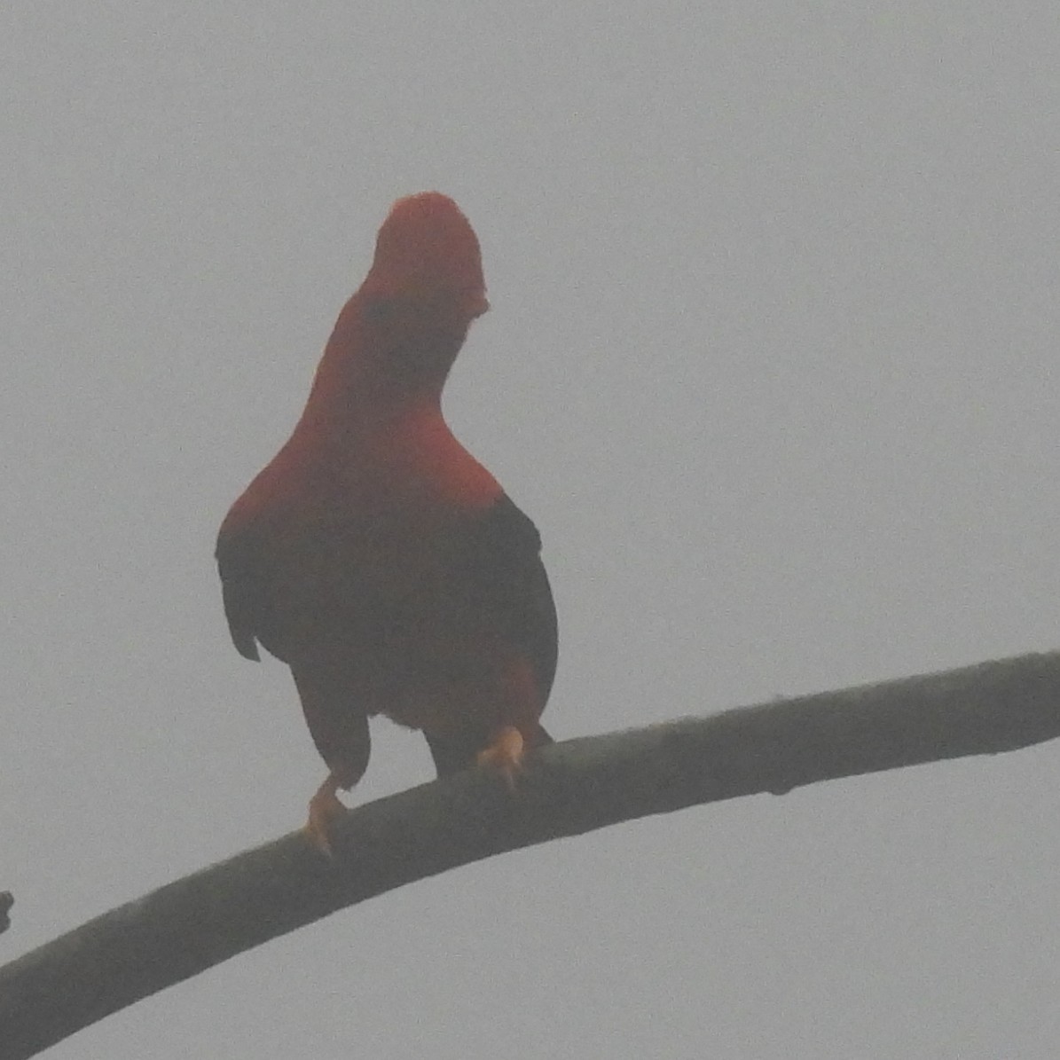 Andean Cock-of-the-rock - ML644394472