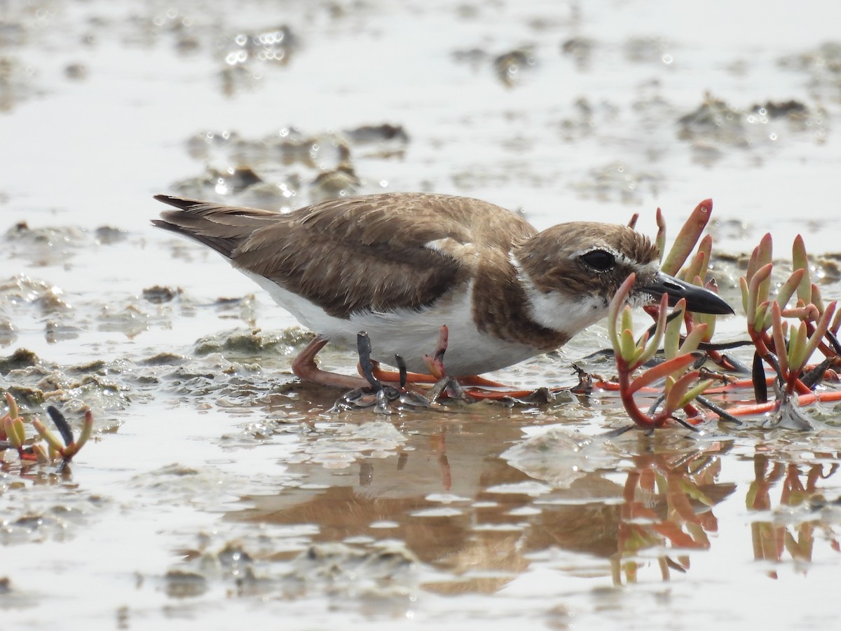Wilson's Plover - ML644394477