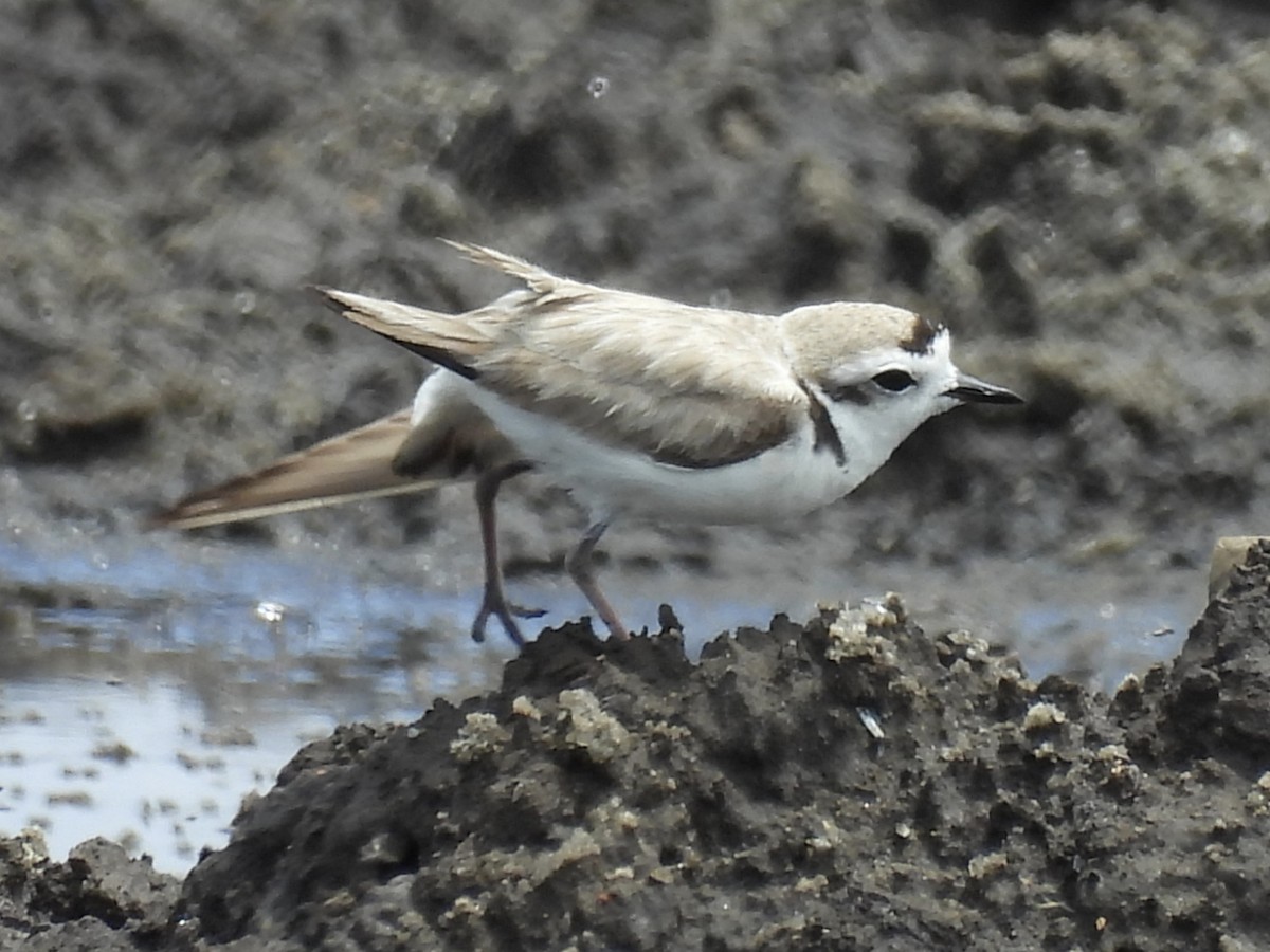 Snowy Plover - ML644394480
