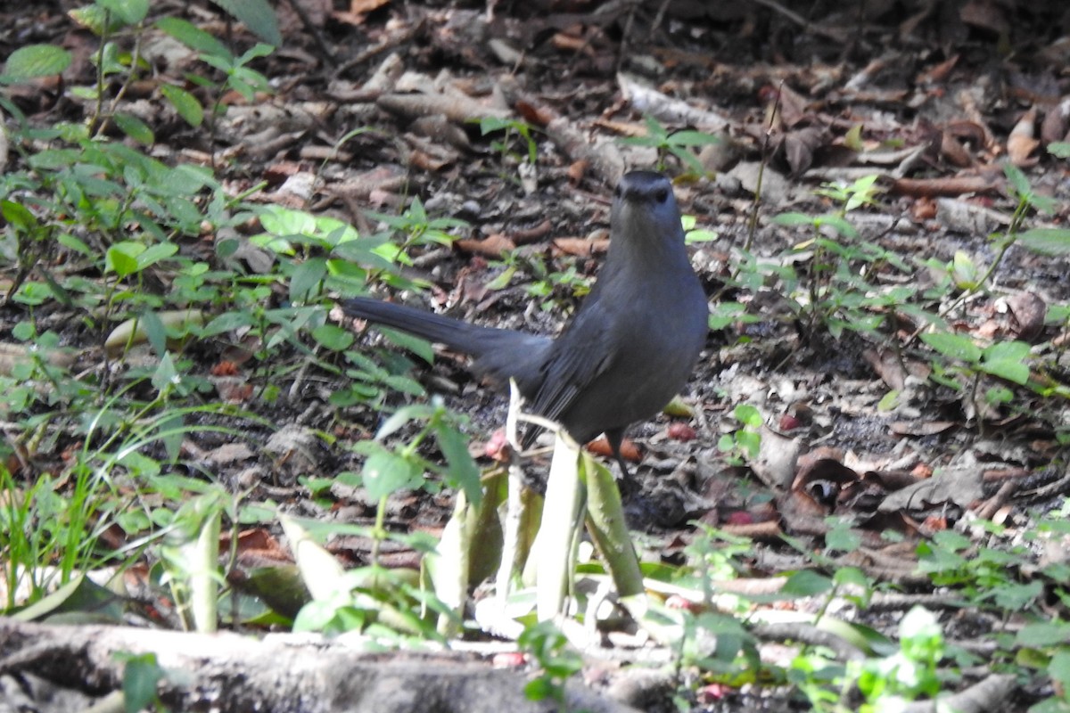 Moqueur chat - ML644394492