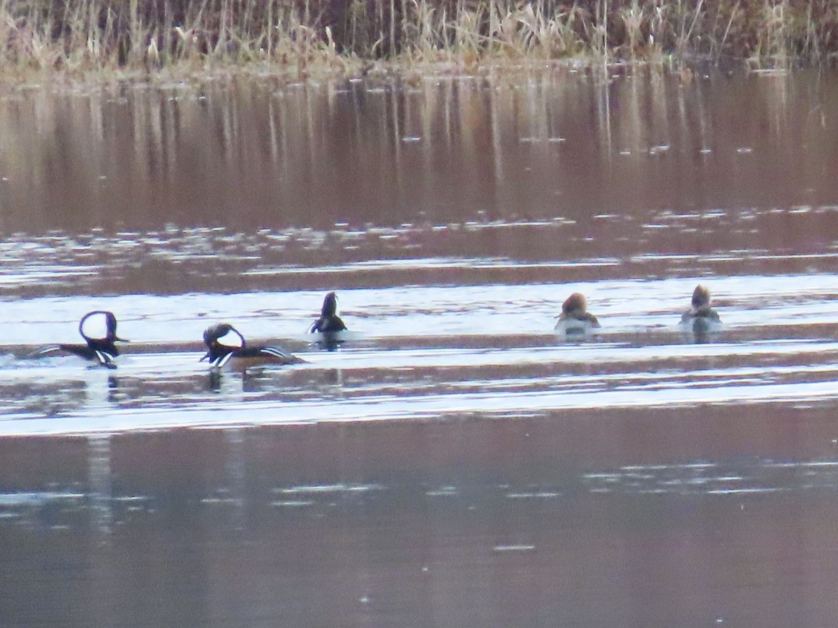 Hooded Merganser - ML644394493