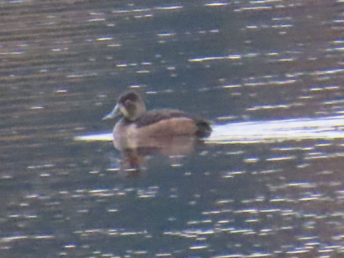 小斑背潛鴨 - ML644394496