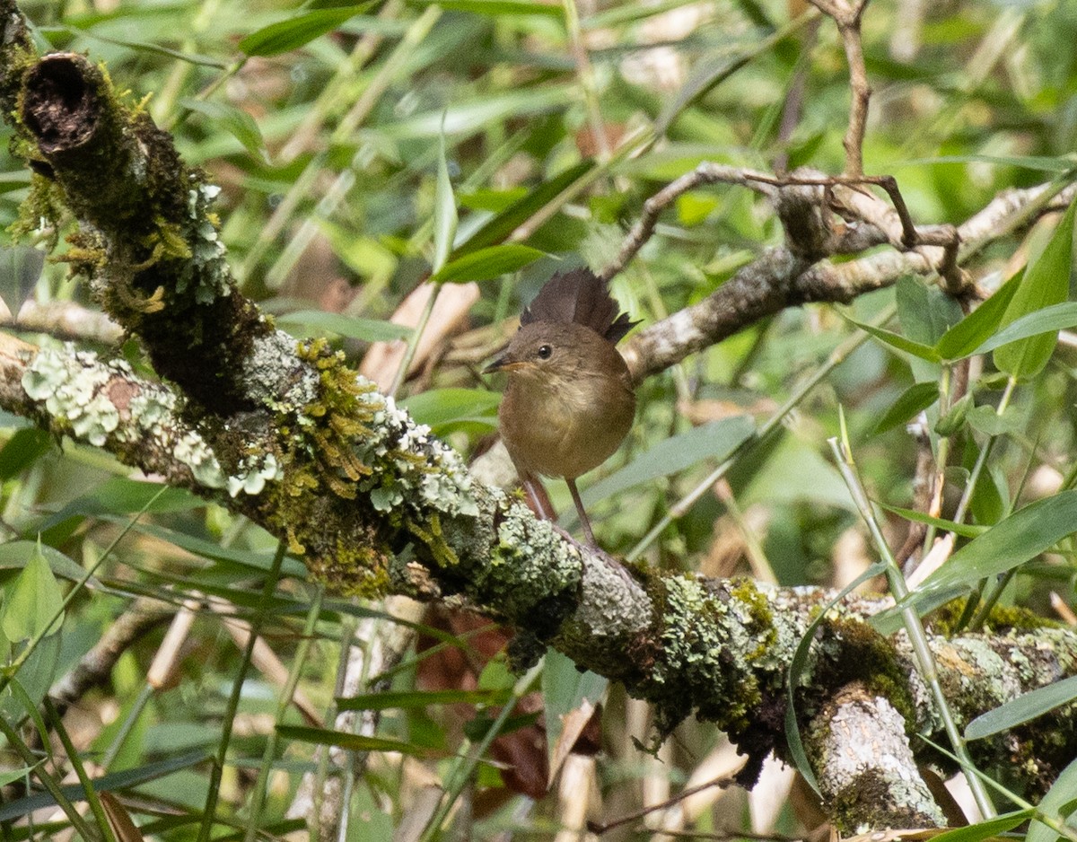 Little Rush Warbler - ML644394497