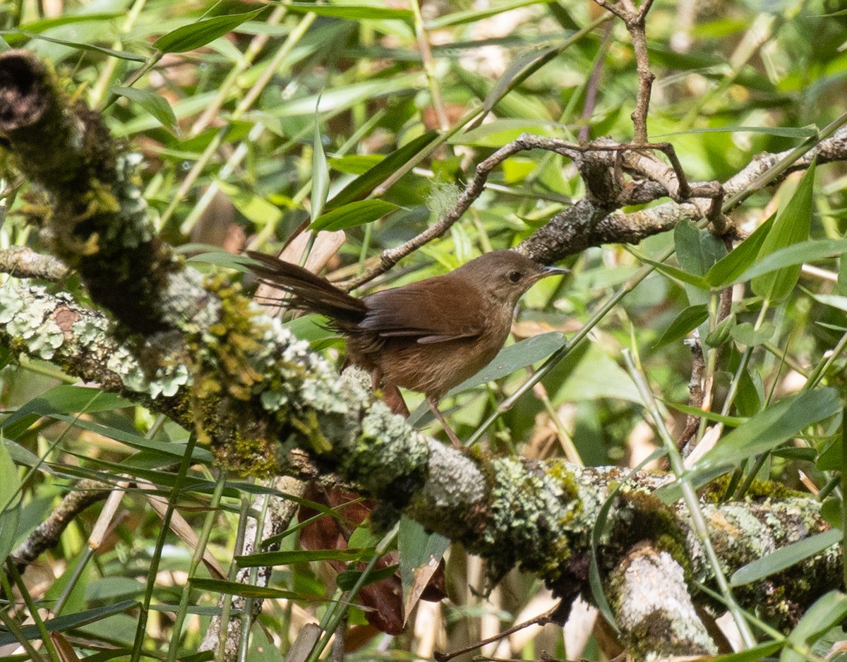 Little Rush Warbler - ML644394502