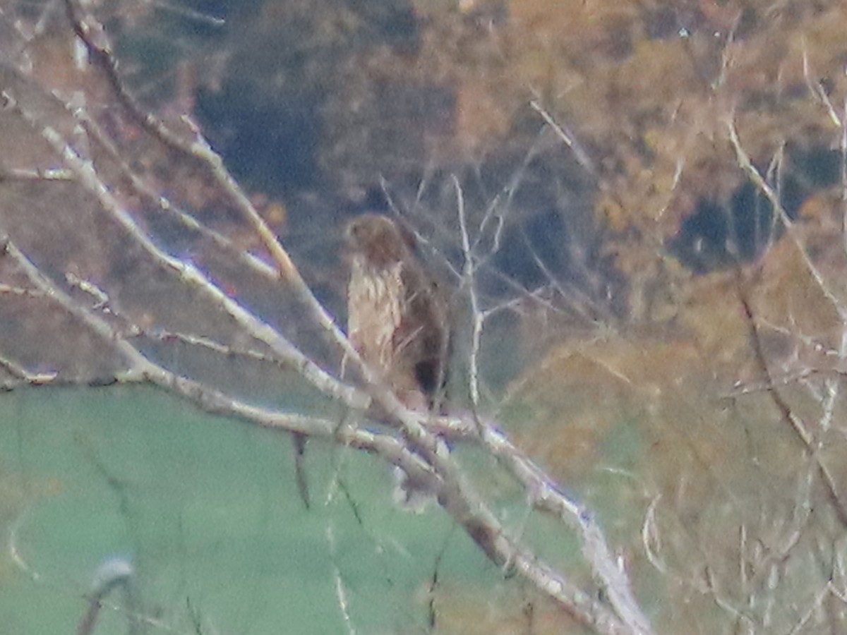 Cooper's Hawk - ML644394507