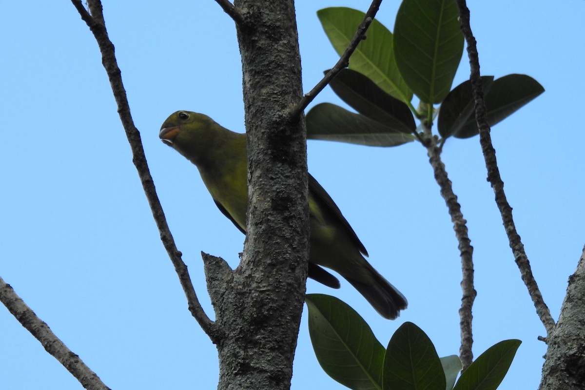 Scarlet Tanager - ML644394510