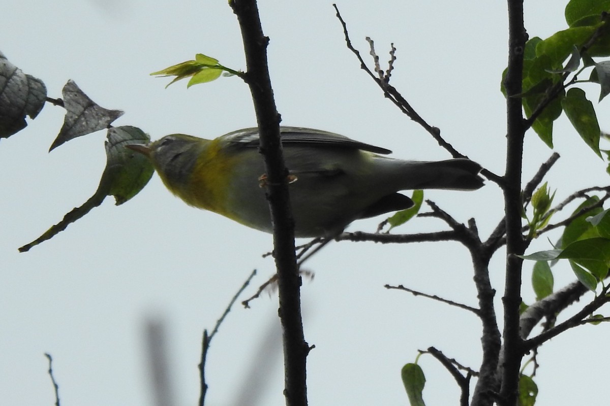 Northern Parula - ML644394516