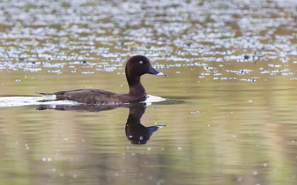 Hardhead - ML644394521