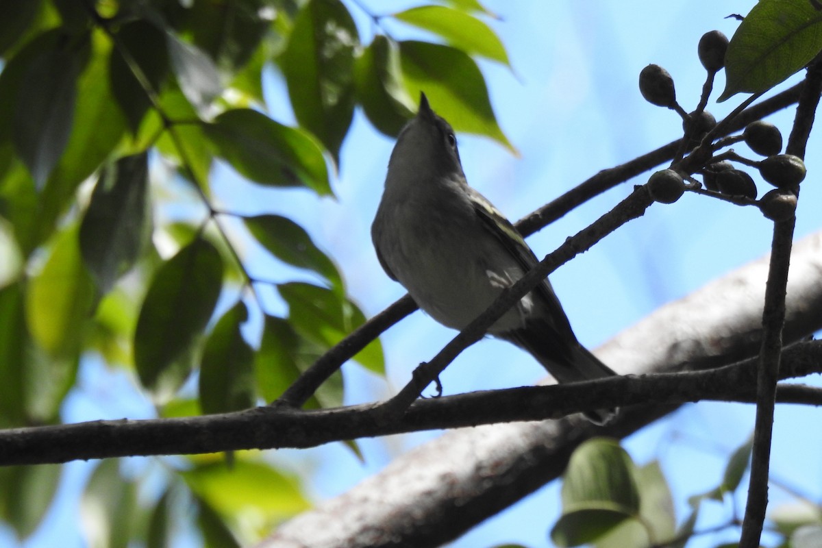 Белоглазый виреон - ML644394522