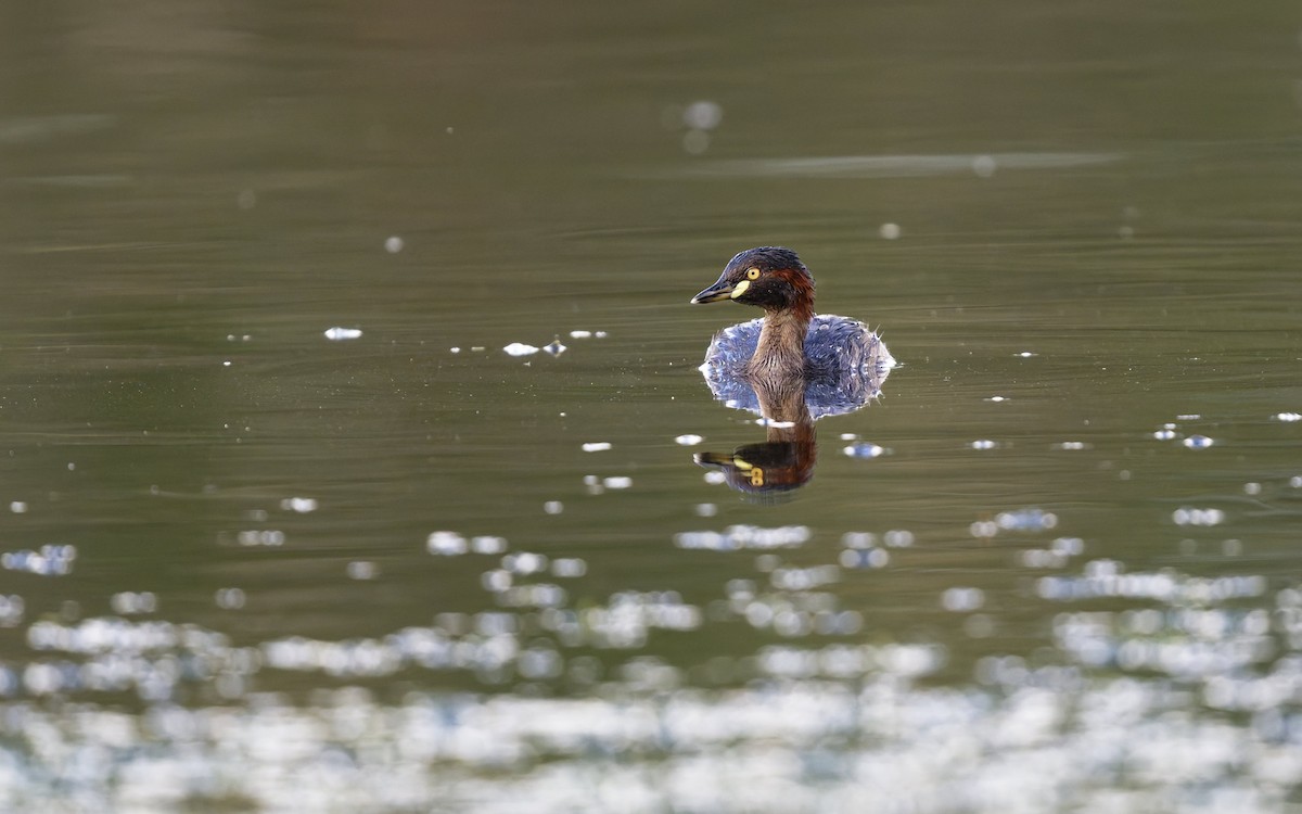 Australasian Grebe - ML644394530