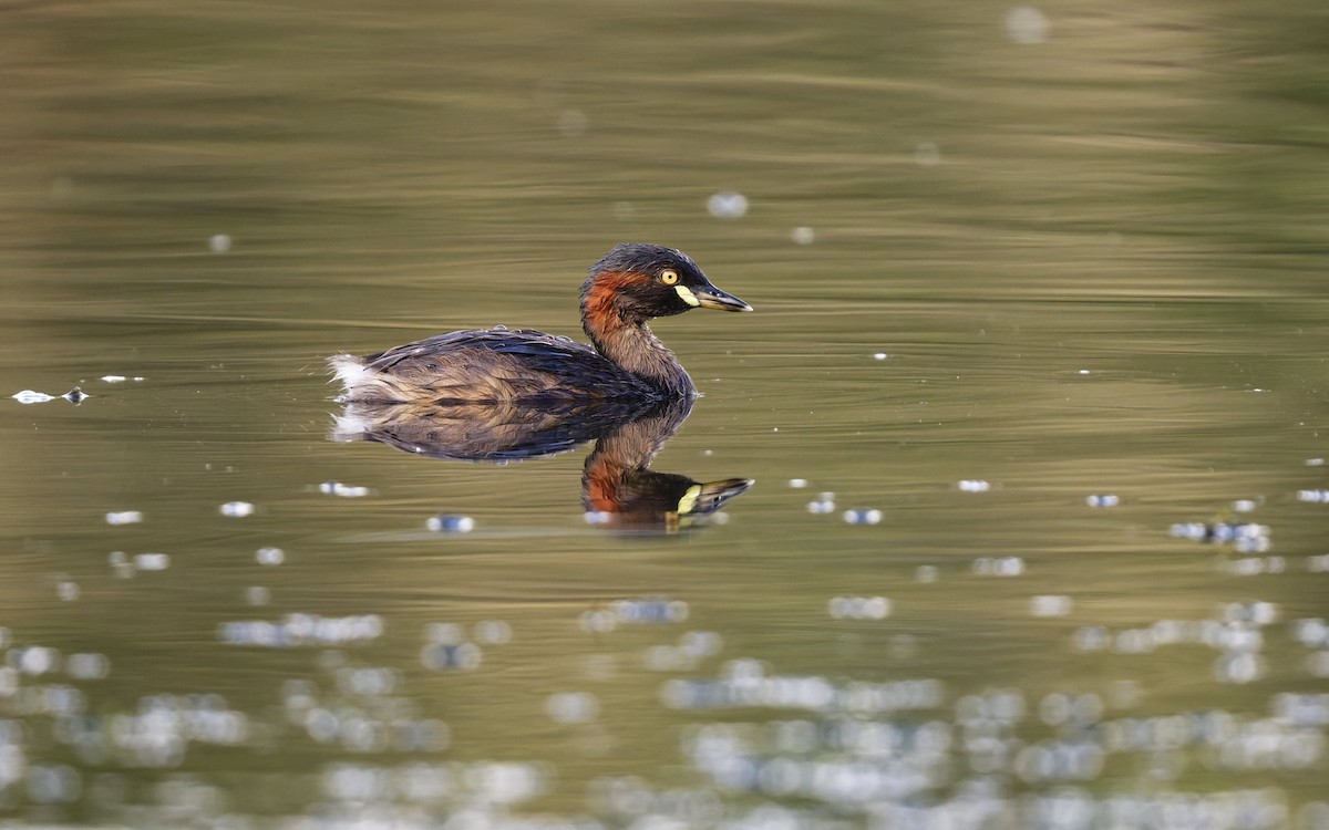 Australasian Grebe - ML644394531