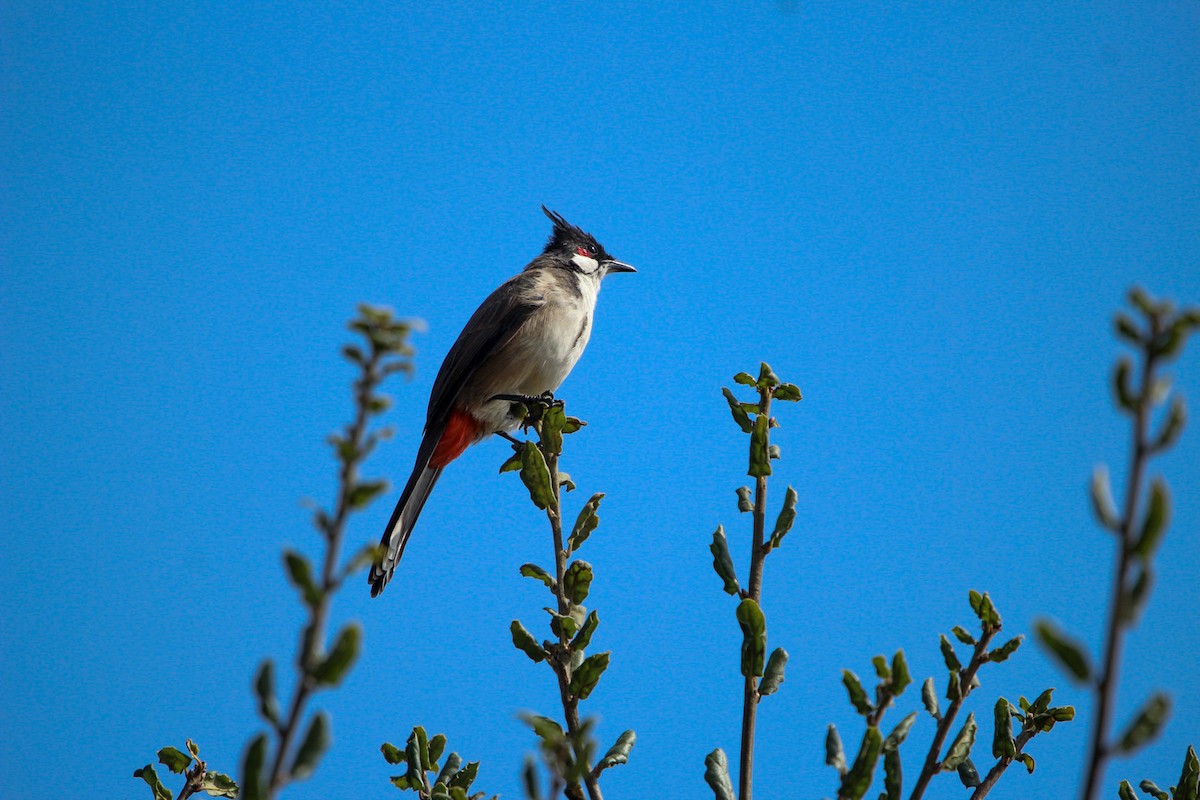 Red-whiskered Bulbul - ML644394532
