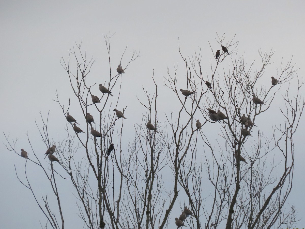 灰斑鳩 - ML644394533