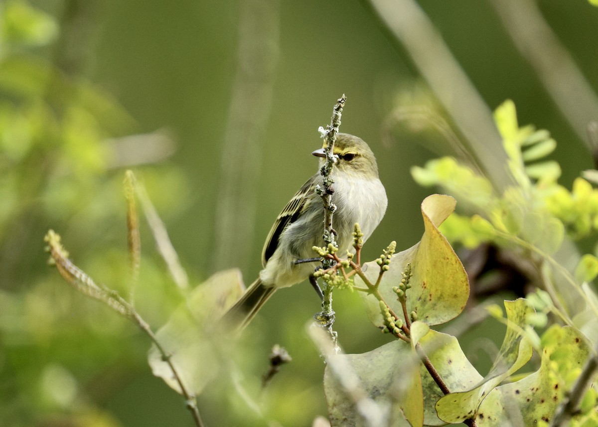 Golden-faced Tyrannulet - ML644394539